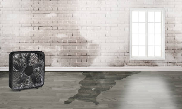Best Flood restoration services  in Perry, IA